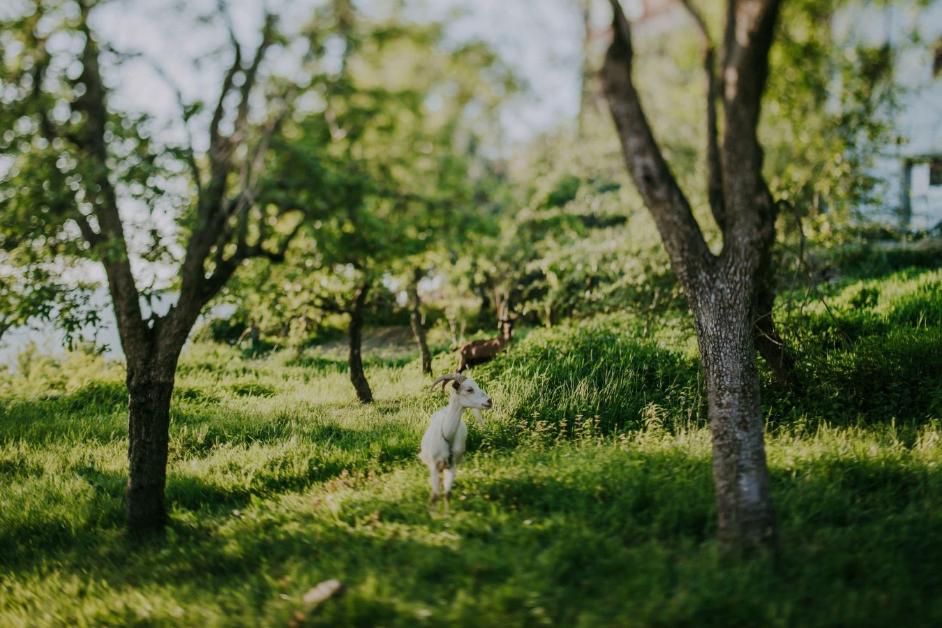 villa-bartolo-motovun-istria-croatia-102